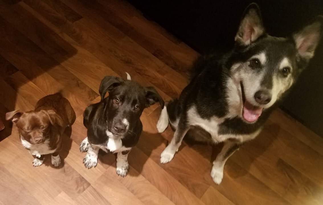 Chile10's tweet image. Pet Health Insurance - YUP

We can help mtullius@allstate.com or 425-337-7151

#protectionmattersagency #insurance #allstate #dogs #cats #medical