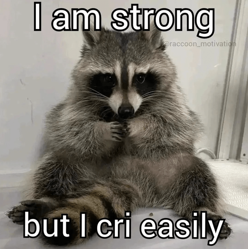 raccoonesthetic's tweet photo. https://t.co/b3VExRAe84