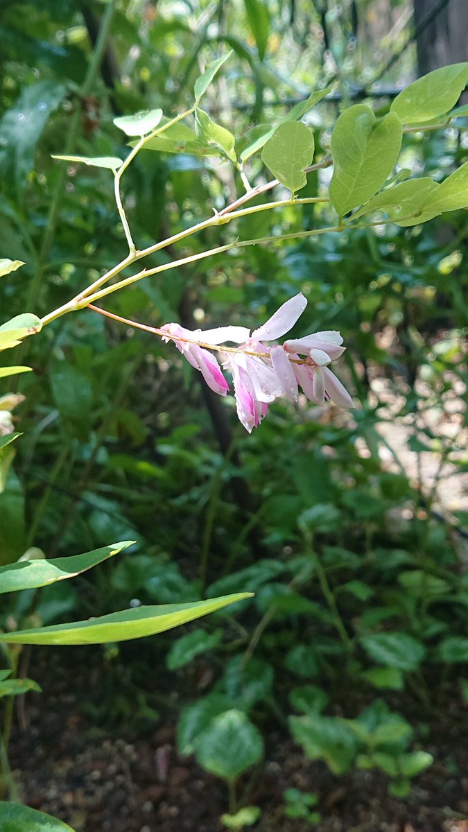 korie219's tweet photo. 夜中に降った雨で、鉢植えの水やりはお休み。春に挿し木した  ニワフジが咲いていました。#小さな庭#ガーデニング https://t.co/wvdxaggdU2