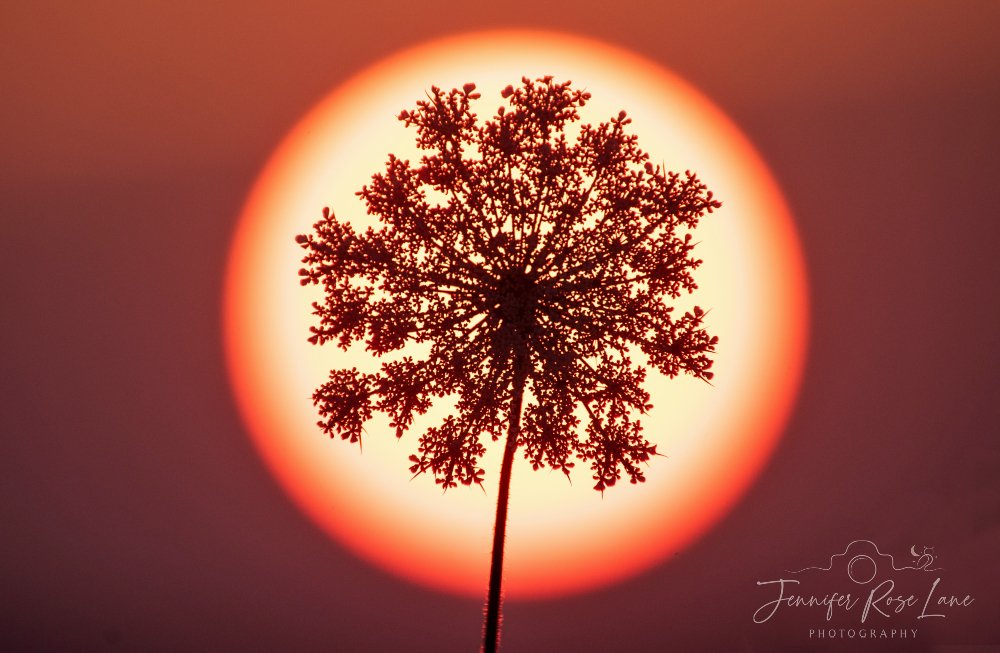 Jens_Starry_Sky's tweet image. Silhouettes and Sunsets 😍 #QueenAnnesLace #SettingSun @ThePhotoHour @StormHour