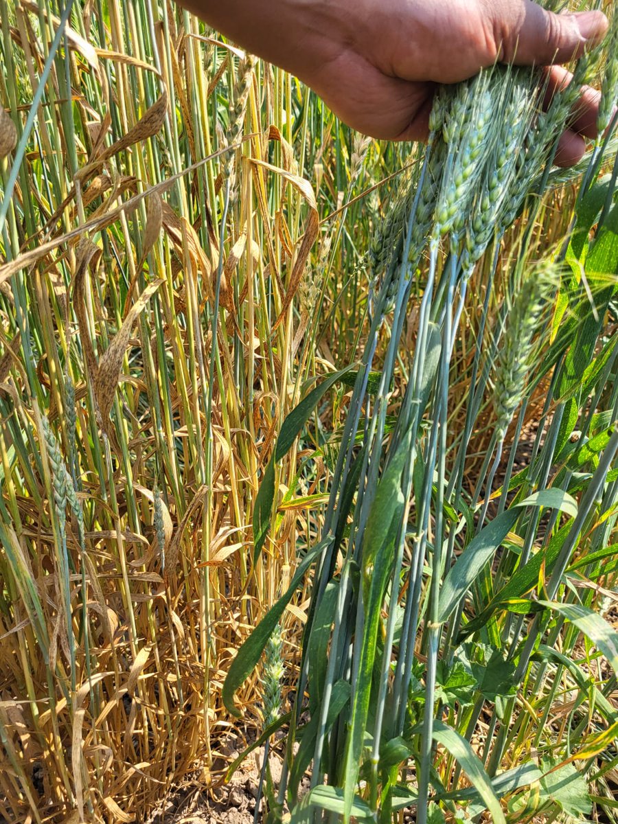 Wonderful stripe rust nursery over at AAFC Lethbridge allowing us to see the different lvl of resistance between future Canadian wheat cultivars. Credit to Ryan and Reem for such a wonderful nursery. Grateful for the public-private disease testing.