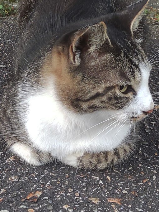 久し振りのへたれもっちー。
最近家の隣で寝てる事が多いのであだ名が隣のもちおさんに変更されました。😌
ちなみに昨日お風呂場開けてたらいつの間にか家の中に入って台所で寝てました。😪
勝手に家の猫になっているようです。(し 'ω')🐈 