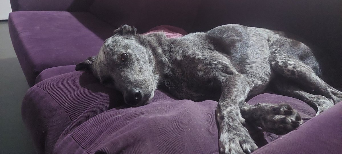 JasperDusk's tweet photo. @buitengebieden Ginger Blue loves to laze. https://t.co/uRtksyyiB6