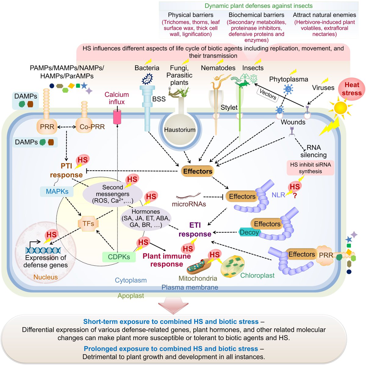Delighted to share a paper published in Plants Journal.
“Heat Stress and Plant–Biotic Interactions: Advances and Perspectives”
<a href="/sgwagh/">Sopan Wagh</a> <a href="/Jae_Yean/">김재연 Jae-Yean Kim</a>
#plantstress #abioticstress #heatstress #climatechange
mdpi.com/2882250