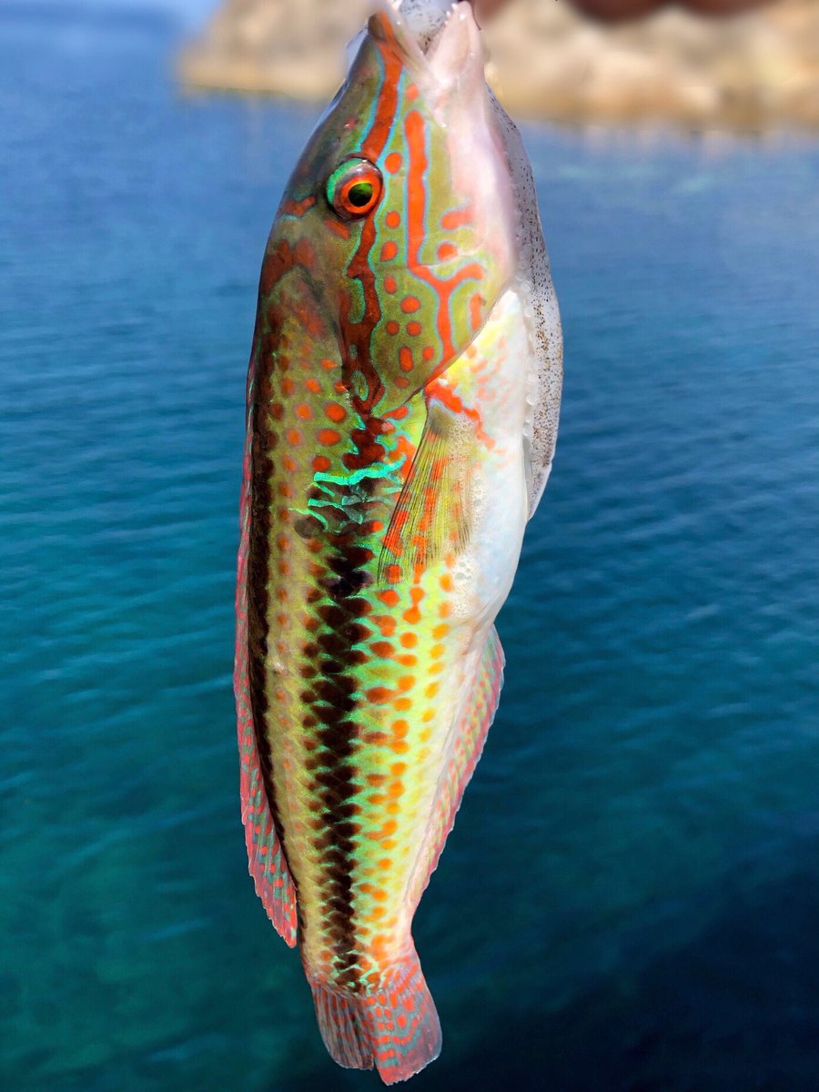 で、黒鯛狙ってたら１度も見たことない魚釣れた😂 これ何ですか😂🐟
 #釣り
#釣り女子
#釣りスタグラム
#釣り好きな人と繋がりたい
#釣り好き
#釣りガール
#フィッシング
#海釣り
#川釣り
#ルアーフィッシング
#釣りライフ
#釣り日記
#釣り仲間