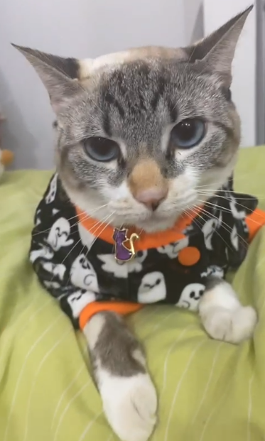 Bimbim_cat's tweet photo. PIST AT MOMBY https://t.co/puXISKOPO9