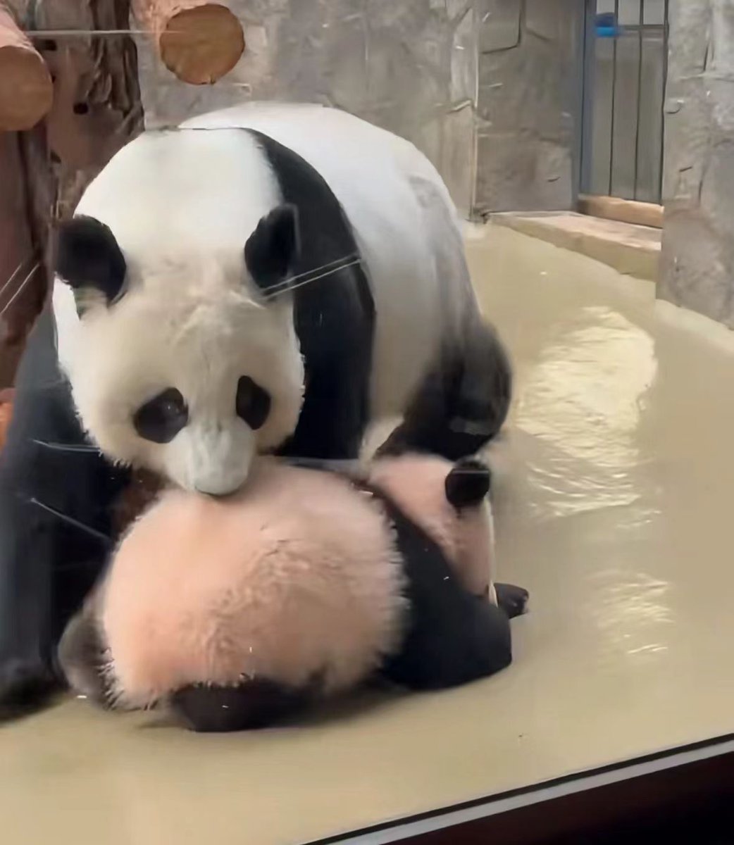 alicef57999290's tweet photo. panda Dingding and her baby living in Moscow,baby panda looks pink because her mother takes very good care of her by licking her a lot of times.
一方水土养一方熊猫,莫斯科动物园的丁丁和她的宝宝喀秋莎,丁丁:“出来见人得叫人啊,大大方方的” #panda #cutepicture https://t.co/pLl4CUVcME
