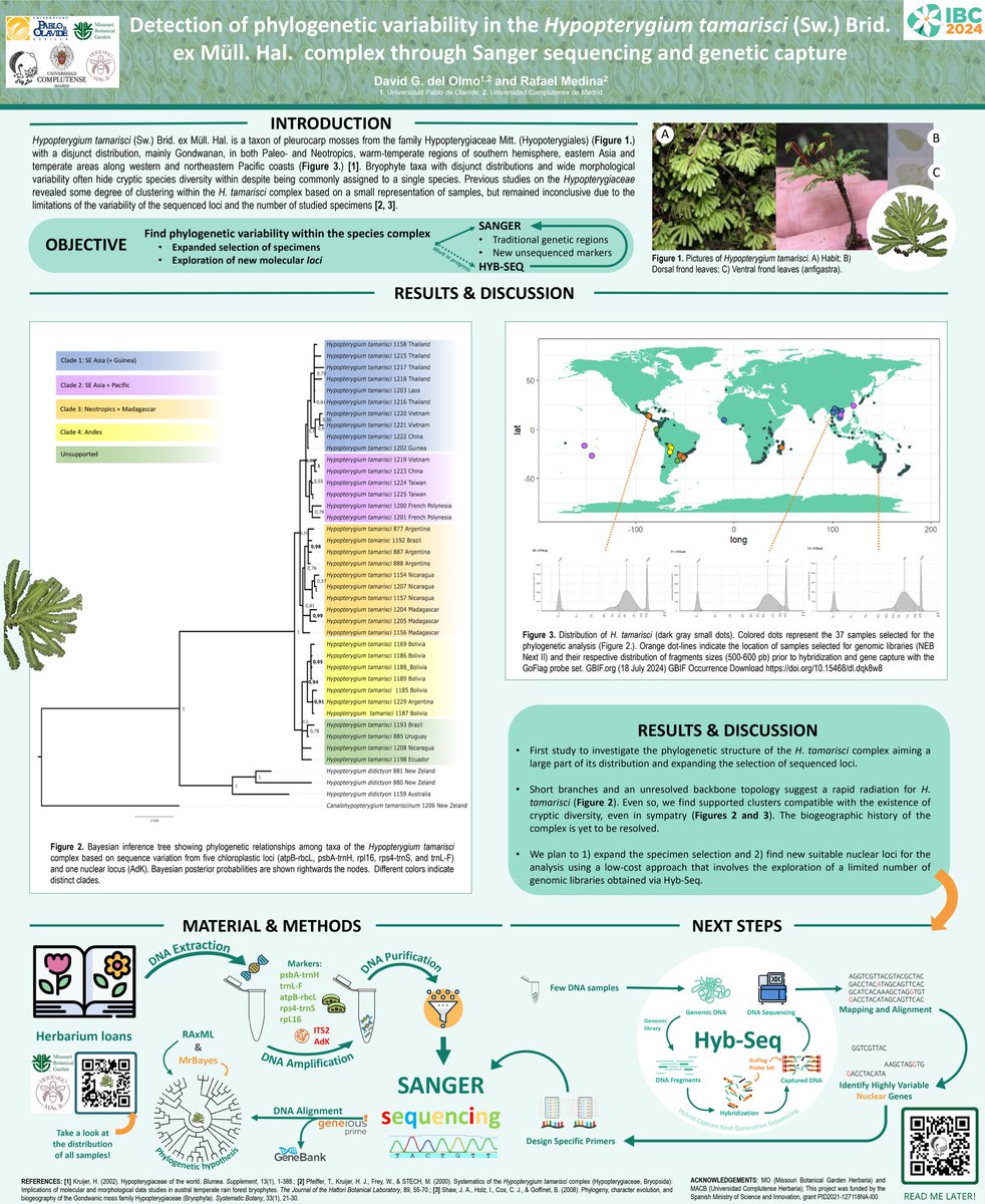 🌱Excited to present my work at #IBC2024! 

A methodological approximation for solving cryptic species complex in a cost-effective way, in this case in a pretty cool moss:

✨Hypopterygium tamarisci✨

Check it out at position 108 in the physical posters zone! See you there 💚