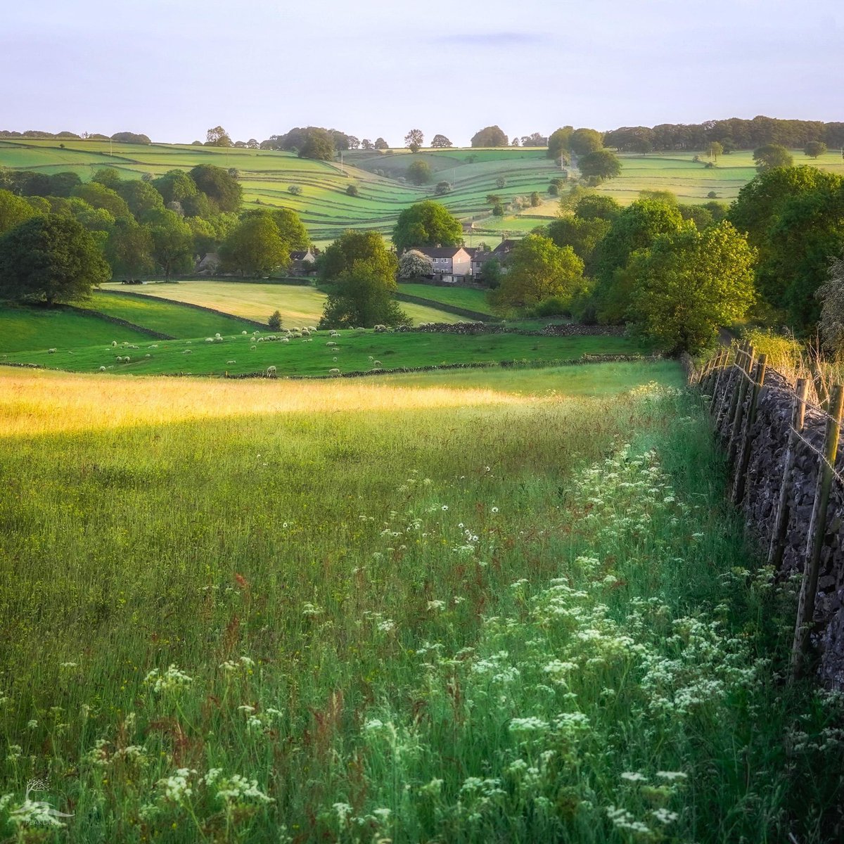 Nothing special ... just a sunny summer morning in the #peakdistrict, with intersecting swoops of fields, ancient field boundaries lined with old stone walls, and trees lit gold in the early sun.