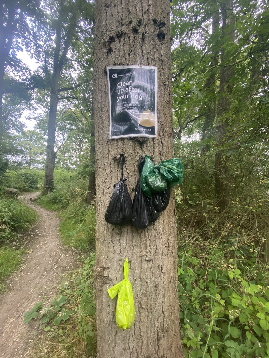 Trevor Lee tweet media