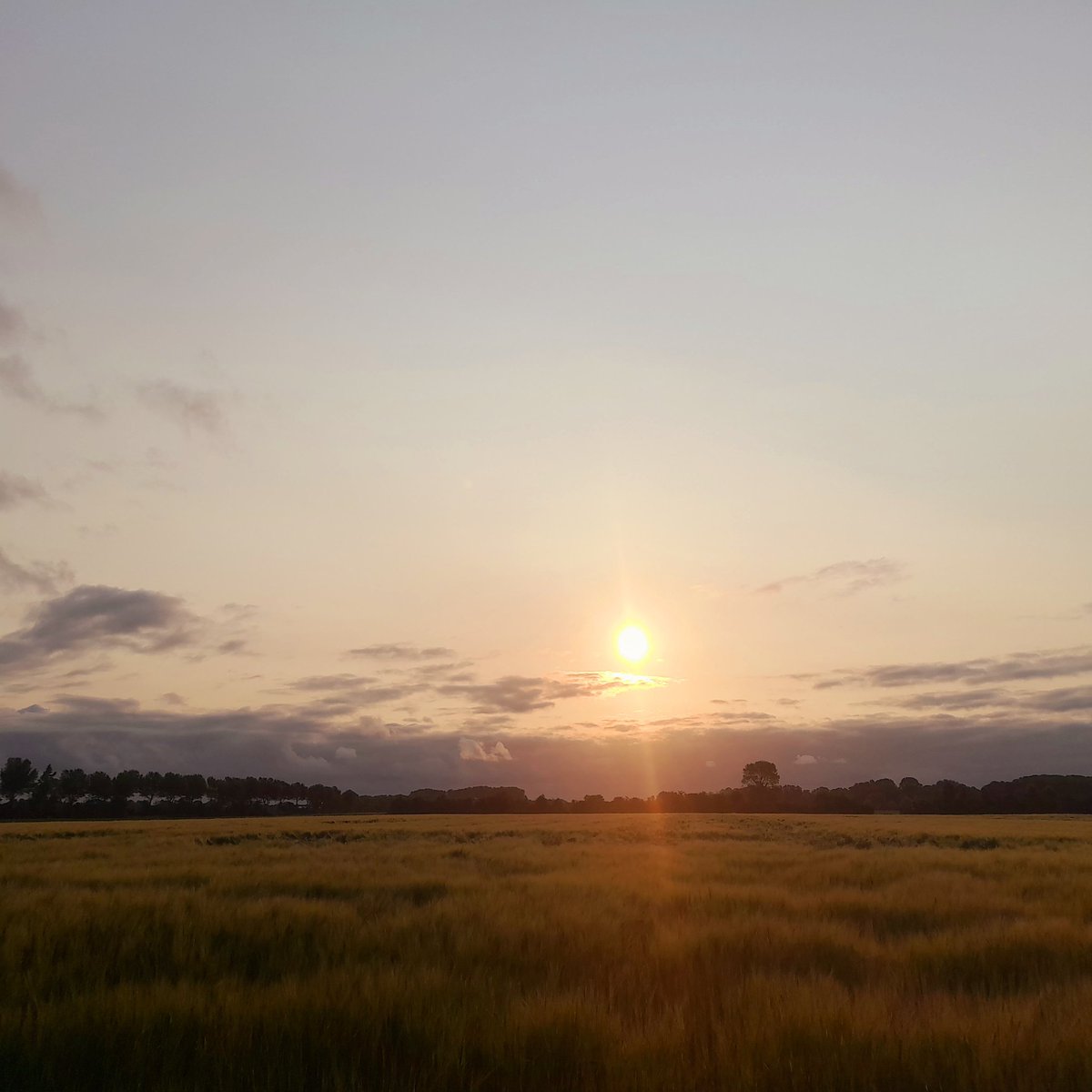 Zomergerst

#Boerengeluk