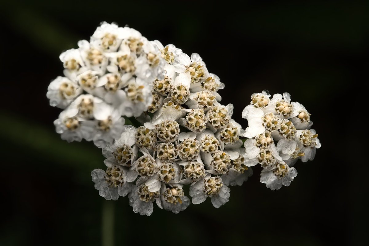 Cederfjärd tweet media