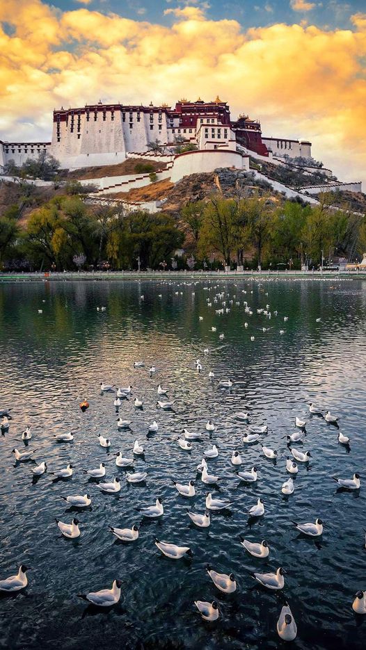 zhongguomei666's tweet photo. 布达拉宫的自然与人文Nature and Humanity in Potala Palace #互fo https://t.co/cilA1tbU7S