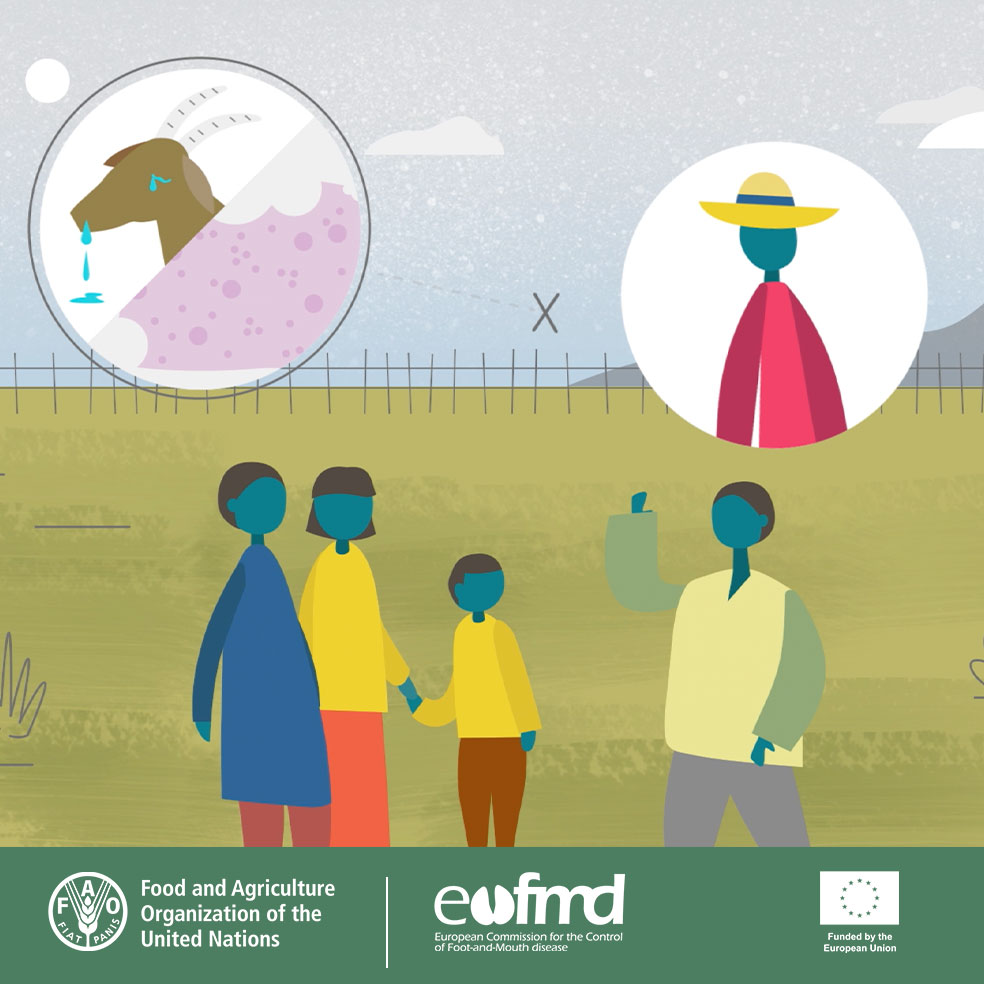 📽️ New video online!
What you need to know about Sheep pox and Goat pox.
Would you recognize #SPGP in your herd? What action should you take to protect your #livestock against these viruses?
Take action: early reporting can save lives and livelihoods.
👉 bit.ly/3zOJNZ0