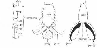 ¿Por qué algunos insectos pueden caminar por la pared? Las uñas tarsales les permiten adherirse a superficies +- rugosas, mientras que el arolio y el pulvilo, almohadillas situadas al final de las patas de algunos  insectos 🪰🦟, hacen que puedan caminar sobre superficies lisas.