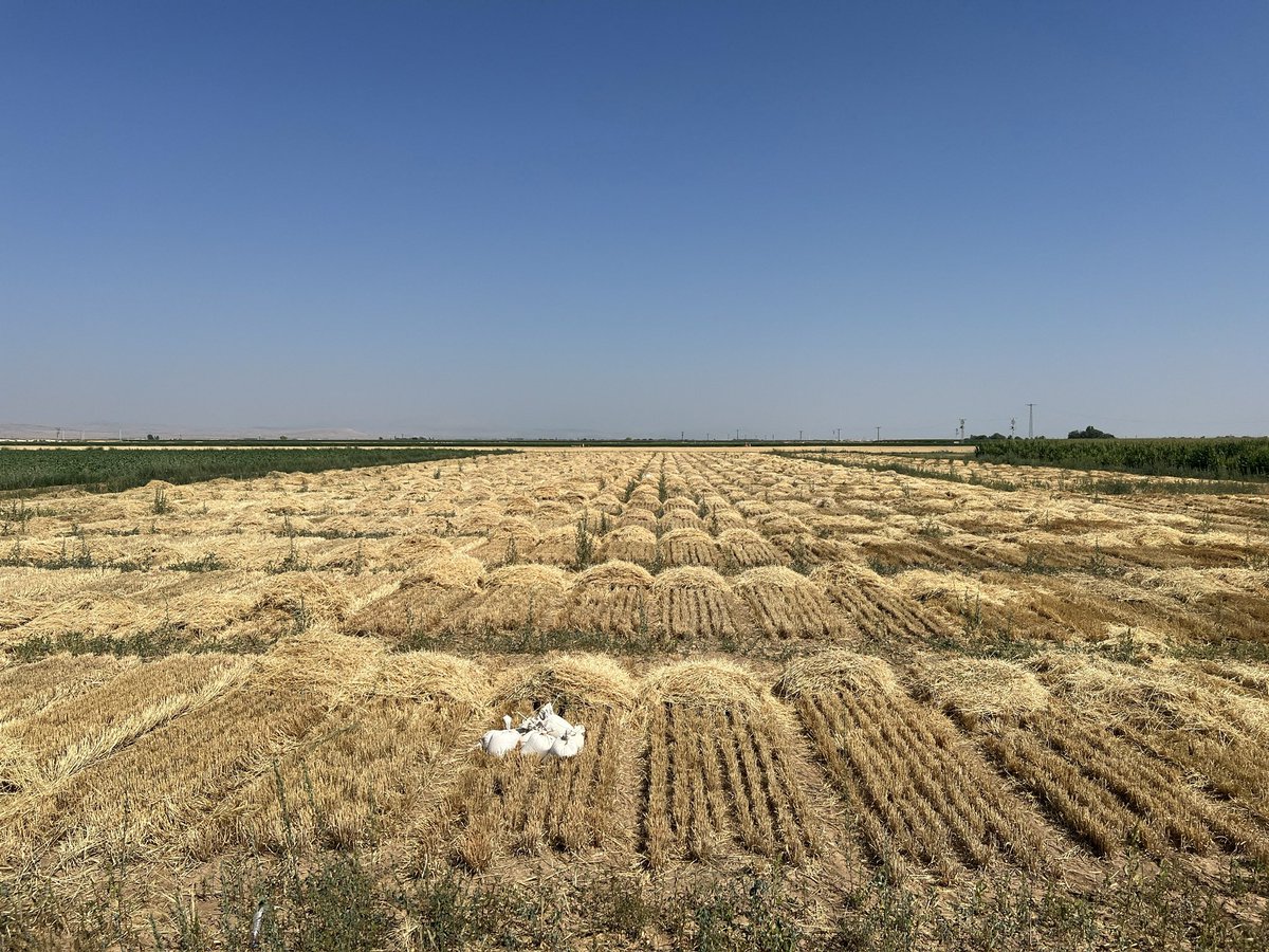 Malting barley Breeding Plots the end 🌾✈️😇