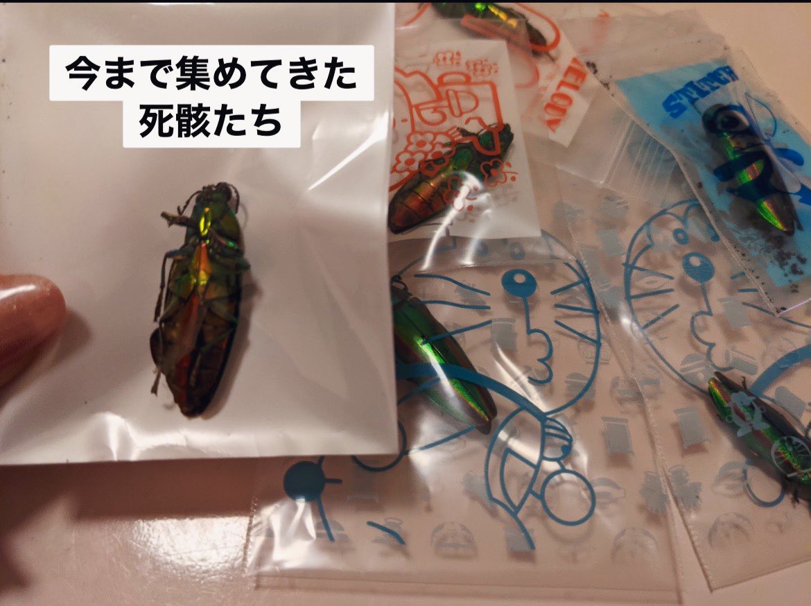 タマムシの死骸 美しいタマムシ（玉虫）の死骸を見つけました。 - 俵山本田農園