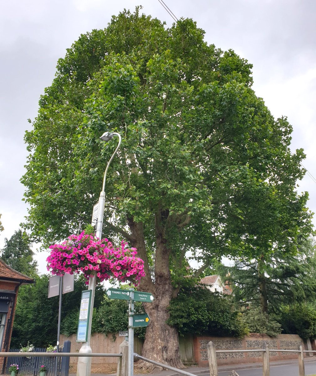 Looking for a step-free walk from Goring &amp; Streatley railway station? Try the Little Goring Loop, step-free, beautiful, with café stops #AccessibleTravel #Goring walks.gojauntly.com/walks/the-litt…  
<a href="/gojauntly/">Go Jauntly</a> <a href="/GWRHelp/">GWR</a> <a href="/ChilternsNL/">Chilterns National Landscape</a> <a href="/SouthOxon/">South Oxfordshire DC</a>