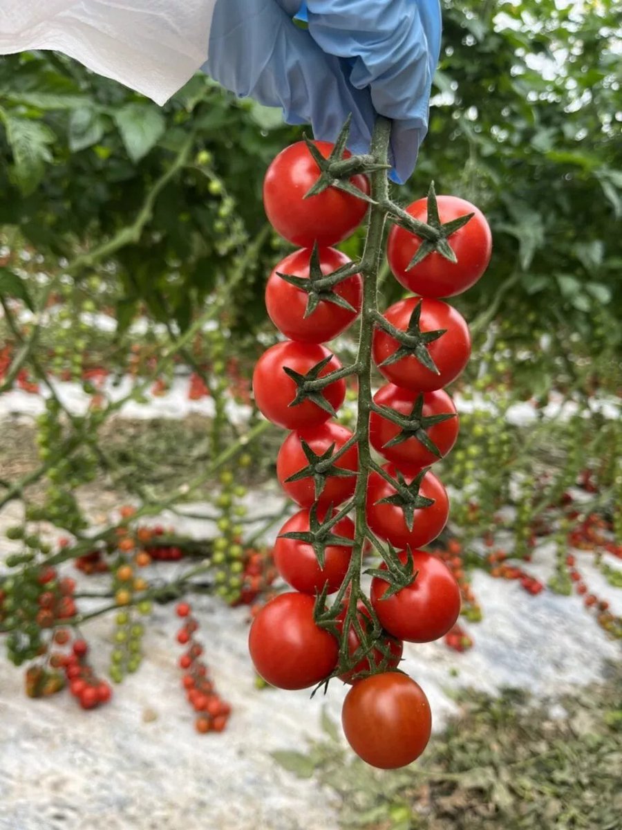 origenonline's tweet image. ACTUALIDAD 🆕 HM.Clause: Nuevas variedades de tomate resistentes al virus del rugoso. 🍅

Aquí toda la información ⬇️
origenonline.es/actualidad/hm-…

#somosORIGEN #tomates #huerta #innovación