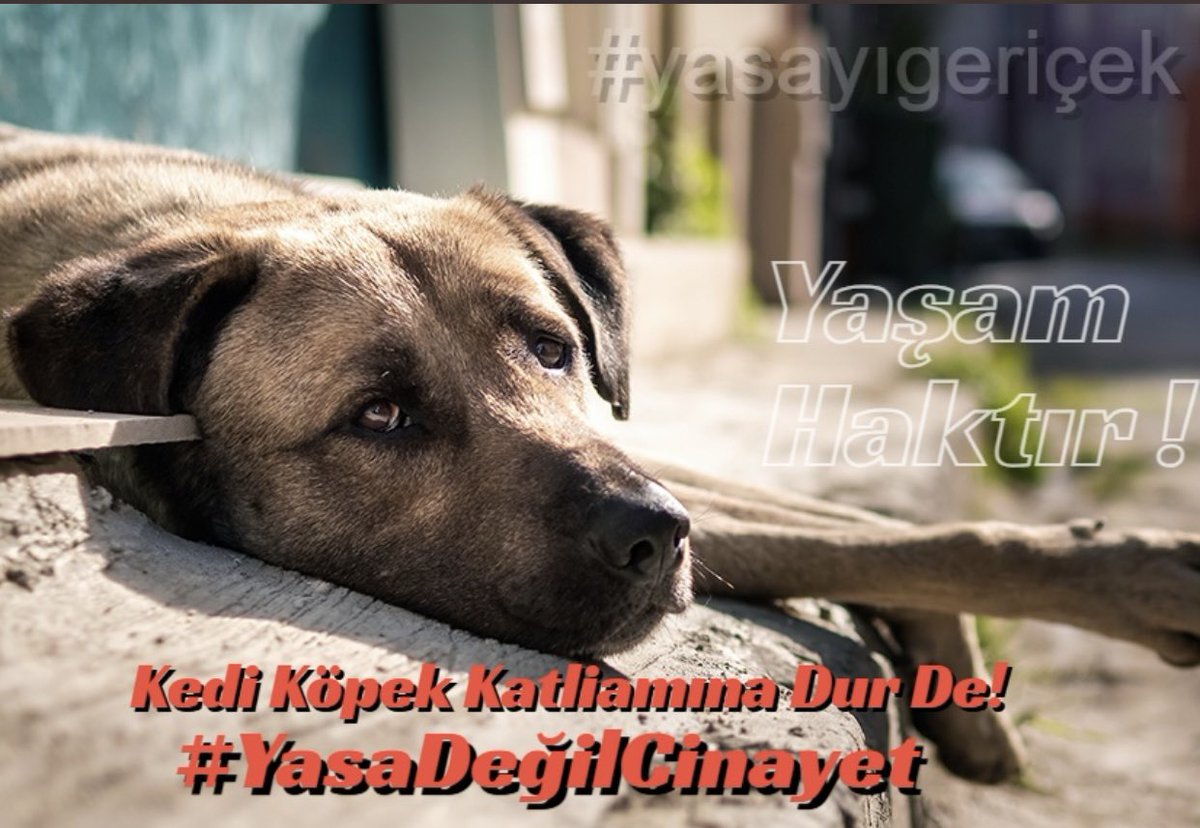 @Halis_MKA_ Söyle onlara bebiş #YasaDegilCinayet 
#ErkenSeçimİstiyoruz ❗️❗️
