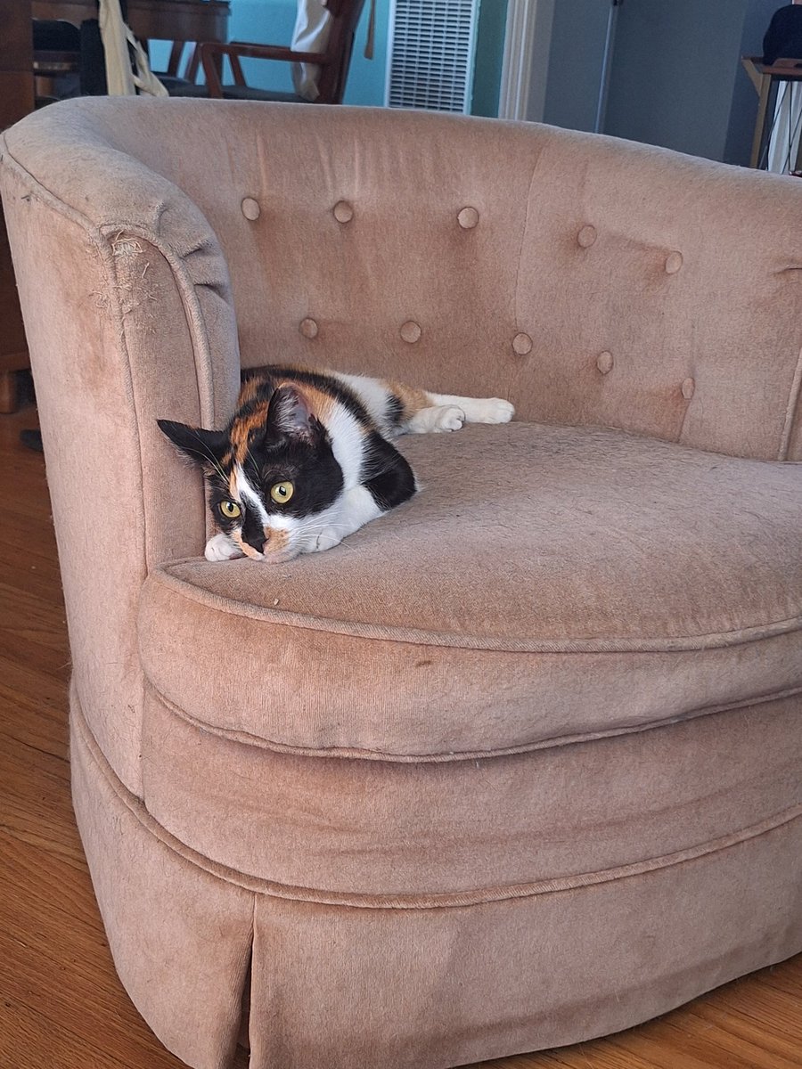 I call this one "Waiting for pizza."
#CatsofTwittter