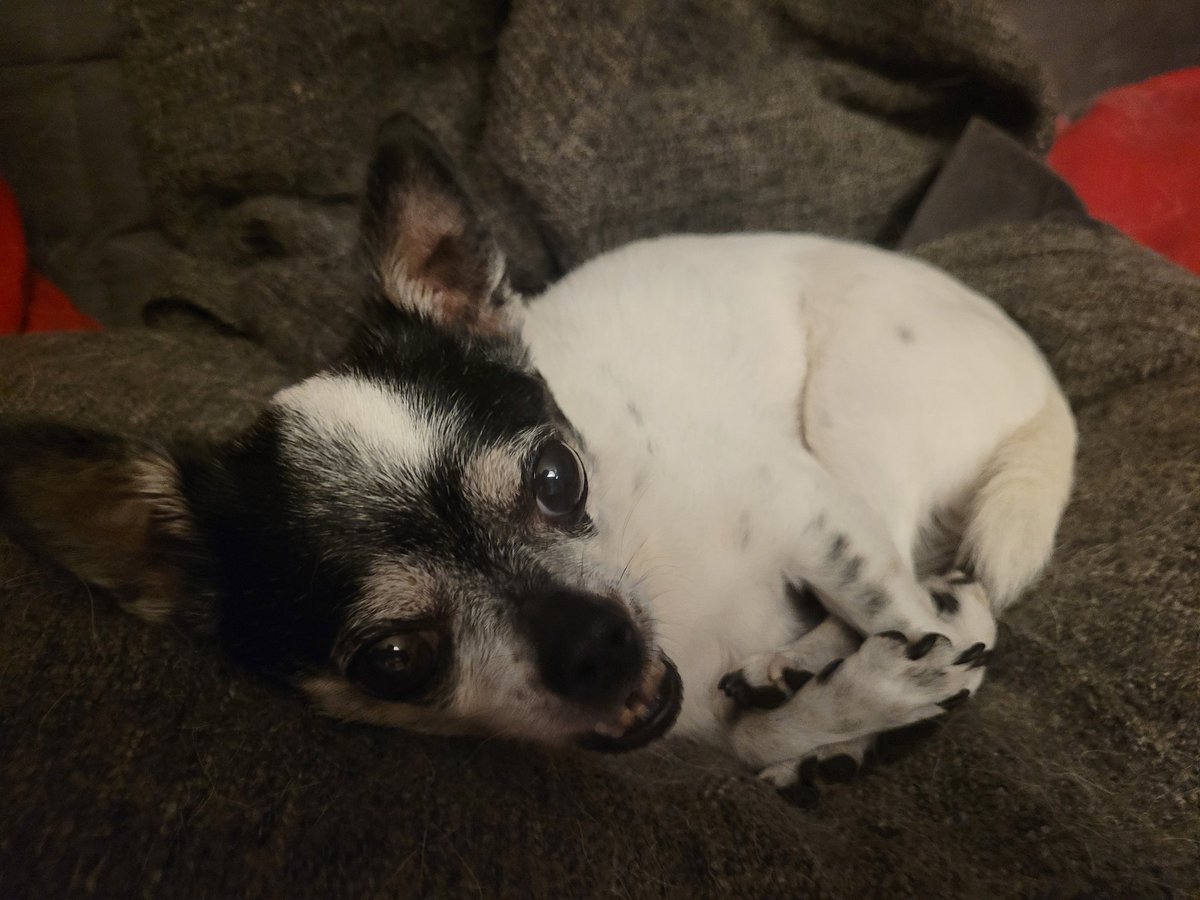 Guten Morgen, ihr Lieben. 🧡 

Wünsche euch einen entspannten Wochenteiler. 
🐶🍀☀️😊