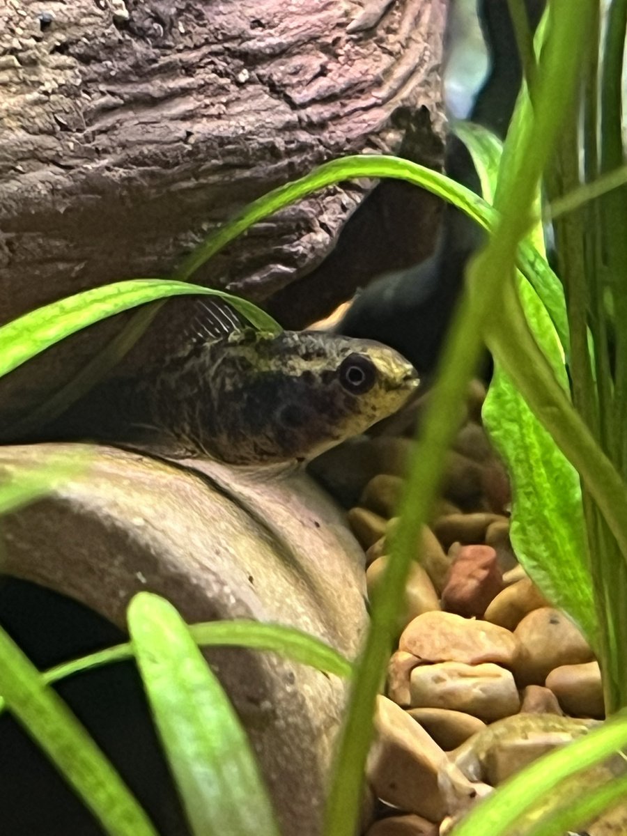 GillysFishTank's tweet photo. Female Elassoma Gilberti 
#pygmysunfish #GulfCoastPygmySunfish https://t.co/8YM17KsxKz