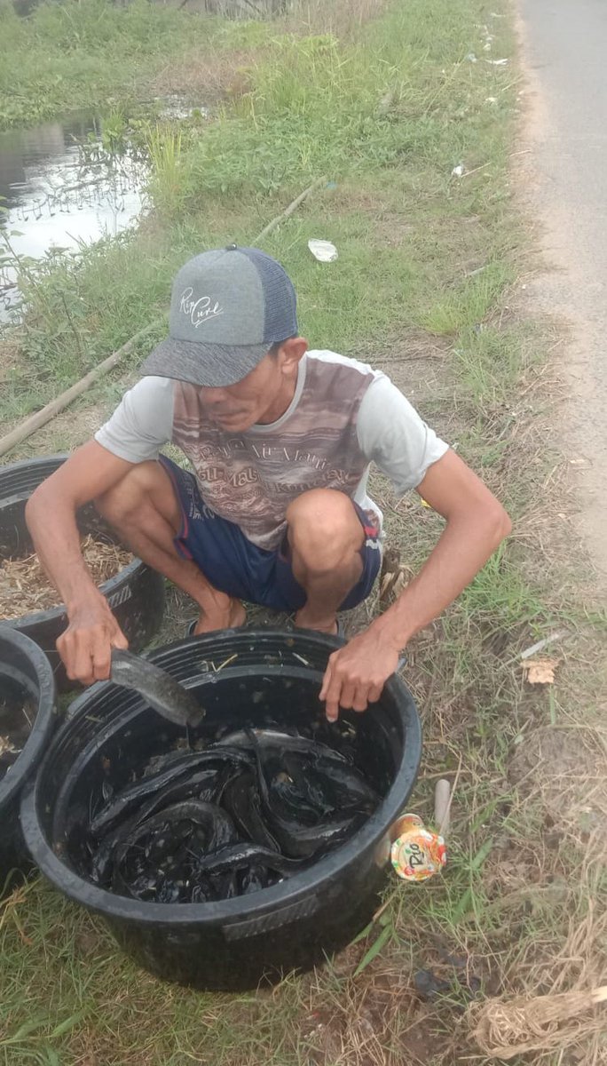 Maidi_Humaidi's tweet photo. Rabu (24/07), M. Humaidi, Luhkan Kota Banjarmasin, di POKDAKAN Belayung Indah, Kel. Tanjung Pagar, Panen Lele, Teknologi Sederhana, Sebanyak 35 kg, Luas Kolam 24 m², Bobot Ikan ± 166 gr, Harga Rp. 20.000/kg
@bppsdm_kp @bppsdm_bp3bwi
#GiatLuhkanSatminkalBWI
#KtBjrmasin #Panen https://t.co/IlivMvWlNI