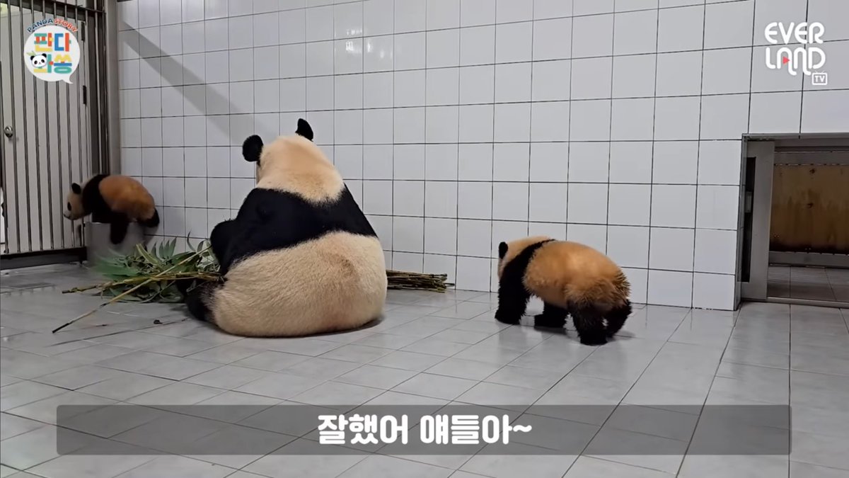 ketchup_bao's tweet photo. 판월 초코마들렌 색깔
ㅜㅠㅜㅜ https://t.co/N5TZ30pXXa