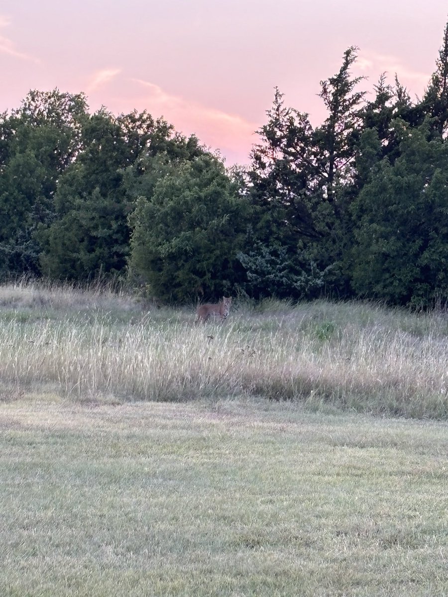 telowspinners's tweet photo. @OKWildlifeDept saw this big cat in the OKC metro 2 days ago. It has to be a bobcat right? I’ve seen several bobcats in my life, but this one was twice as big as the biggest one I’ve seen. It looked to be 50lbs minimum! https://t.co/zHk0QkRAox