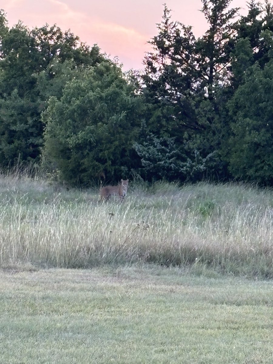 telowspinners's tweet photo. @OKWildlifeDept saw this big cat in the OKC metro 2 days ago. It has to be a bobcat right? I’ve seen several bobcats in my life, but this one was twice as big as the biggest one I’ve seen. It looked to be 50lbs minimum! https://t.co/zHk0QkRAox