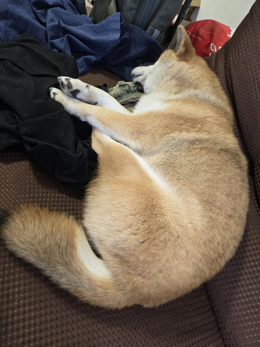 Mexican355's tweet photo. 夏バテとはいったい？？
#柴犬がいる暮らし
#日々成長
#犬好きさんとつながりたい https://t.co/jYb1xuWiPM