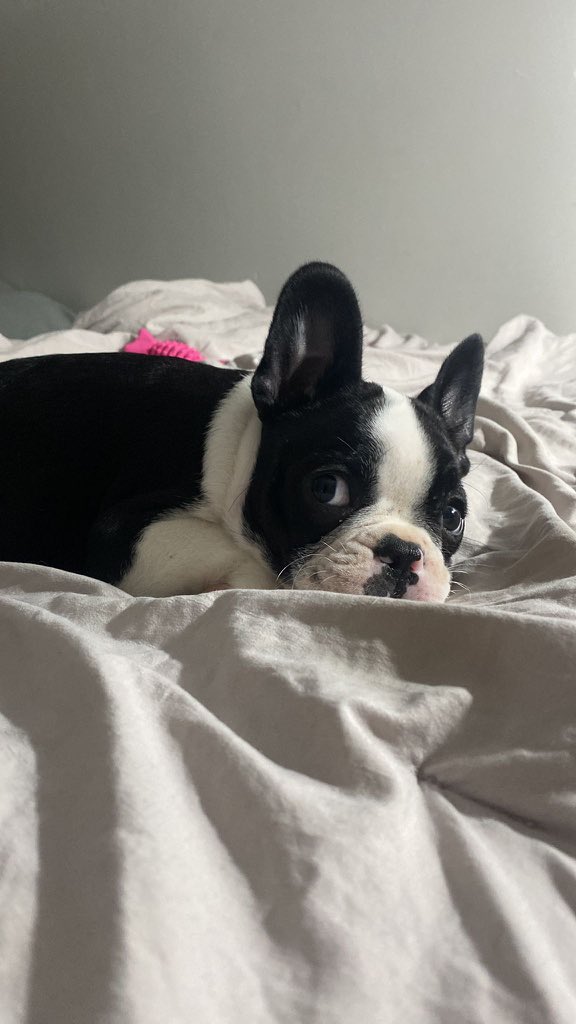 Blanco y negro como panda 🐼