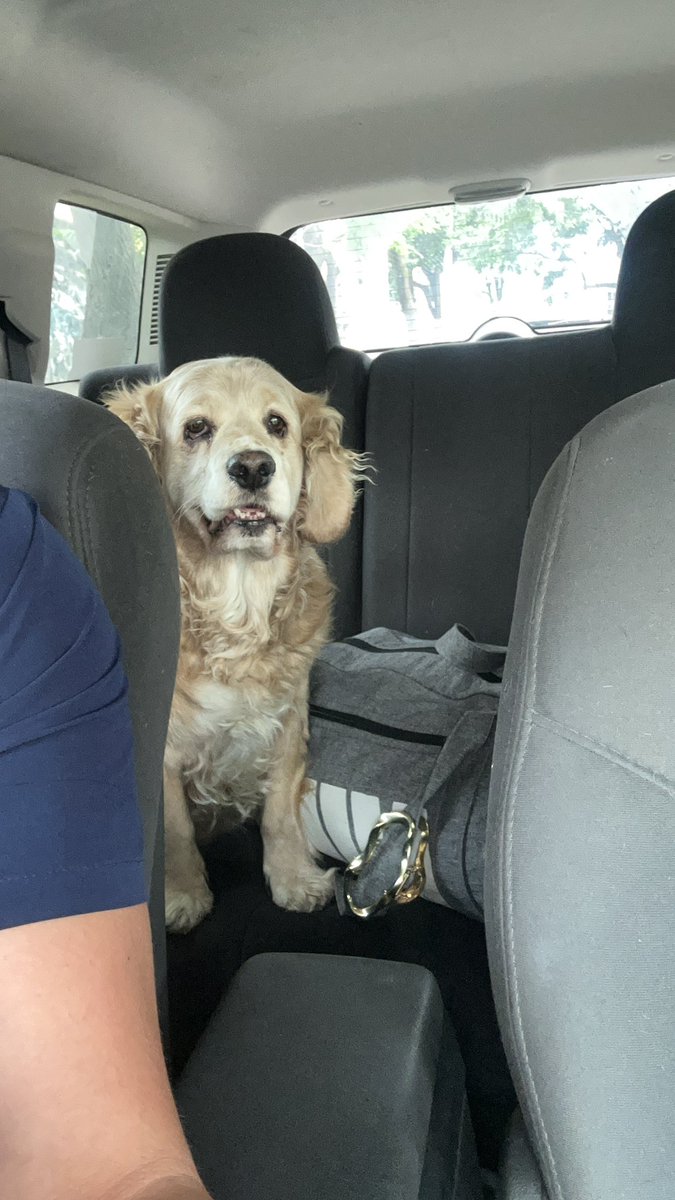 ninakohlyakimov's tweet photo. Hola! Me encontré este perrito sobre Av. insurgentes a la altura de MB corregidora en la alcaldía Tlalpan el día 23 de julio 24, si alguien lo está buscando yo lo tengo resguardado, es macho y traía un listón negro en el cuello, por fa ayúdenme a encontrar a sus dueños. https://t.co/8J19Sm831t