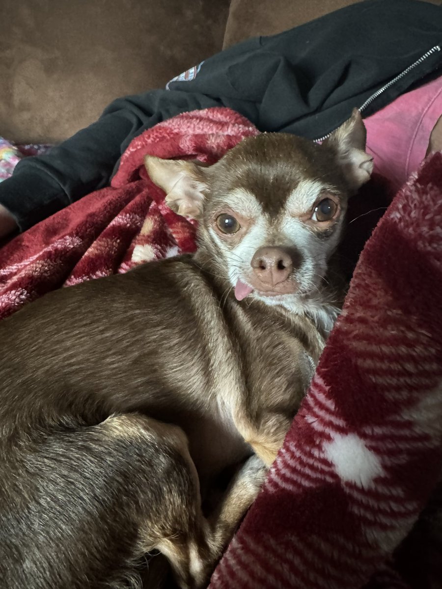 cooperscocoanc1's tweet image. Da struggle is real pals. #toothlesswonder #chihuahualife