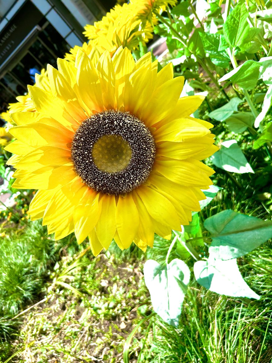 🌿 植物日記 🌿

この季節といえばやっぱりひまわりですよね！🌻
実はヒマワリの種子は栄養価が高く、ビタミンE、マグネシウムなどが豊富です。
生で食べることもできますし、焙煎しておやつとしても楽しめますよ！是非試してみてください！