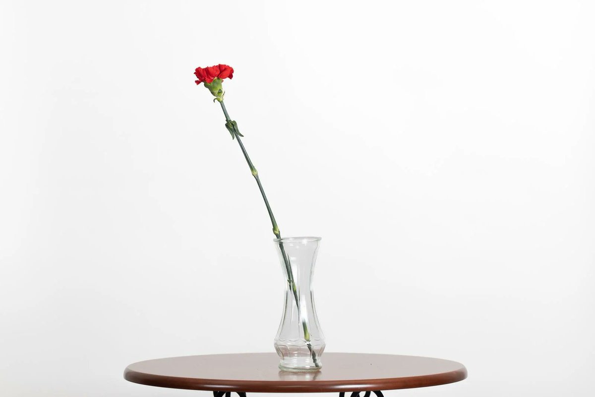 🌿 植物日記 🌿
カーネーションは古代ギリシャやローマ時代から栽培され、花祭りや儀式に使われてきました。また、フランス革命時には、革命の象徴として赤いカーネーションが使われていたそうです！

#RingNe #ダイアンサス