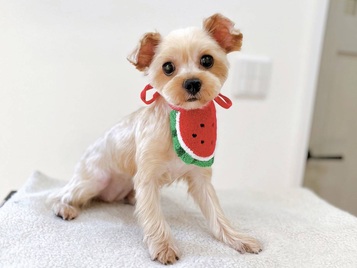 めぐ様♥️ヨークシャーテリア プードル 印鑑スタンド など めぐ様♥️ヨークシャーテリア プードル 印鑑スタンド など 【公式通販】