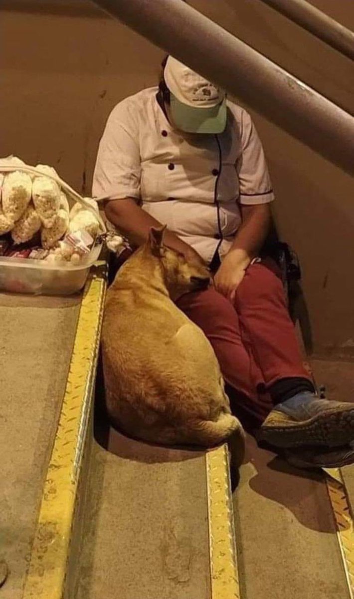 mayumiguillen's tweet photo. A los perros no les importa tu situación económica. Ellos solo aman y ya. 🐕❤️ https://t.co/b4GjO5Ndw9
