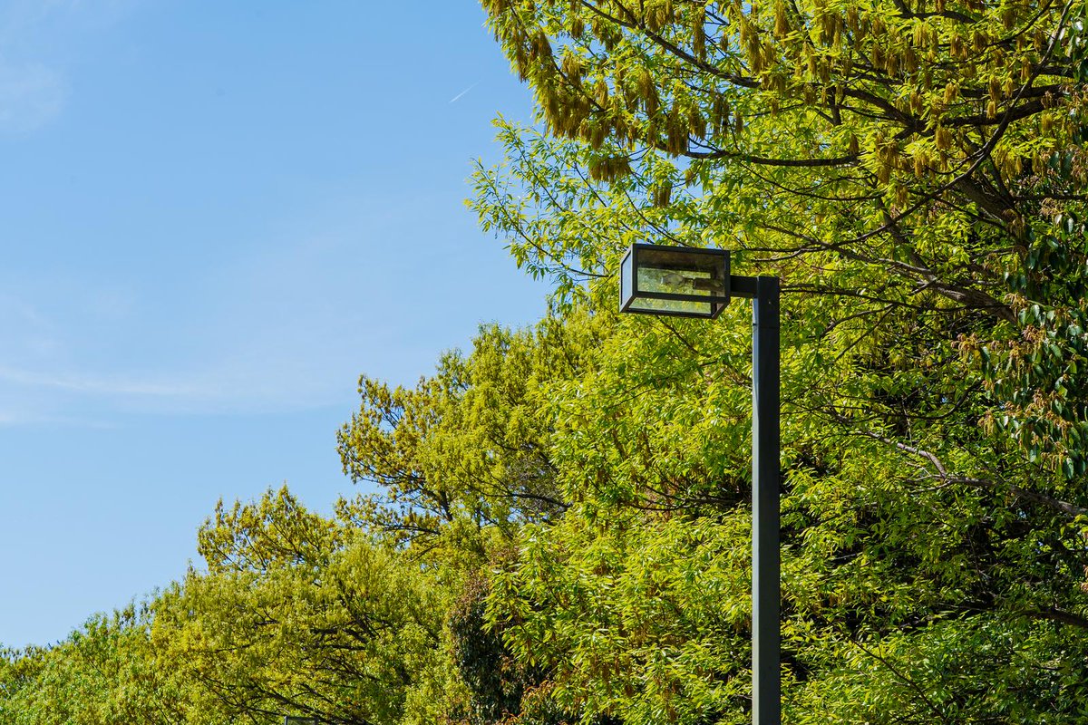 最近の趣味は、街路樹のRingNeスキャンです。毎日通る道なのに、こんなに多くの人生に触れられるなんて、都会の中の小さな発見ですね！
#RingNe散歩