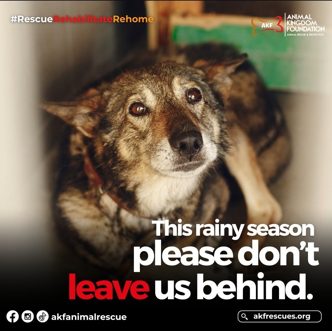 let's be their shelter. help stray animals and ensure family pets are safe and not left behind. #CarinaPH