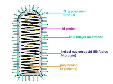 microbeonline's tweet photo. Written by Acharya Tankeshwar  in Virology
Rabies is an infectious viral disease caused by the Rabies virus. It affects humans as well as domestic and wild animals.

Rabies virus is an enveloped, single-stranded RNA virus with a bullet-shaped or rod-shaped morphology https://t.co/gsEH20jlbf
