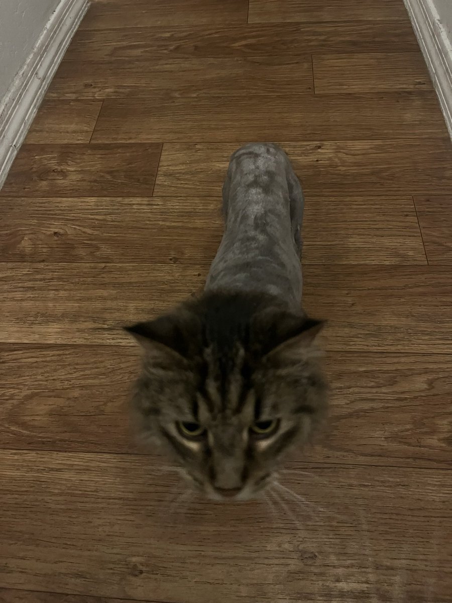 andietits's tweet photo. fresh cut https://t.co/JGKNtYw3if