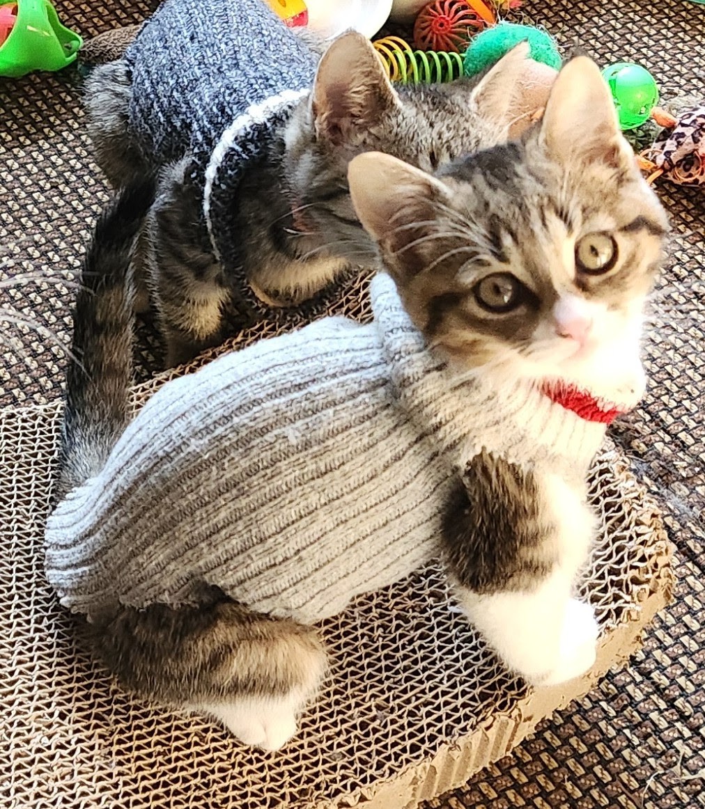 Loralea Carruthers tweet media