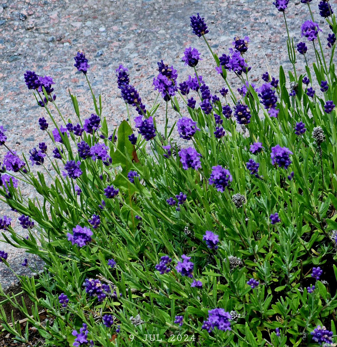 IDadzkov's tweet photo. Lavender. Lavandel.  Лаванда.
#nature #summer #flowers #lavender #lavandel #FlowersPhoto https://t.co/FqcBmu9iLn