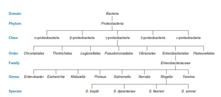 microbeonline's tweet photo. In the hierarchical nature of classification, a species is made up of strains, and similar species are grouped into genera (genus-singular). Similar genera are grouped into families, and families into orders, orders into classes, up to the domain (the highest level). https://t.co/OEA7YN7hSe