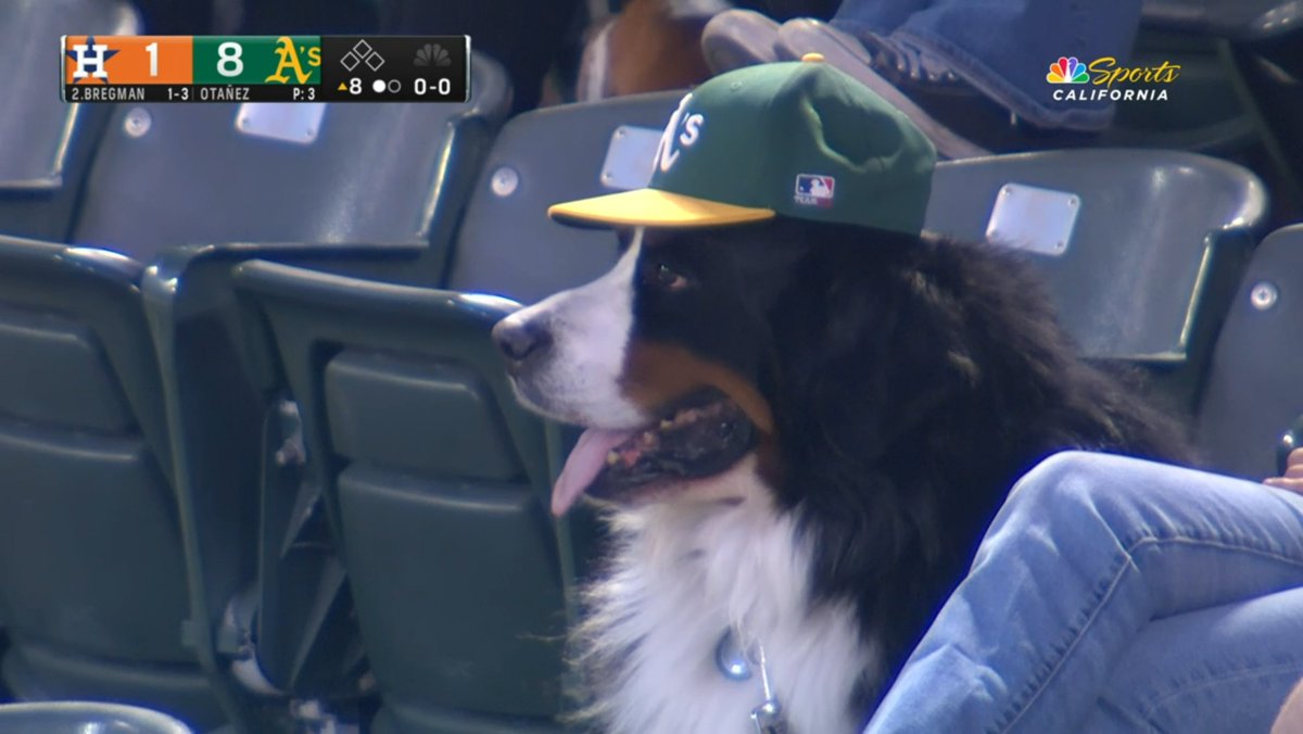 cjzero's tweet image. "Can you believe he swung at that? It was 6 inches off the plate"