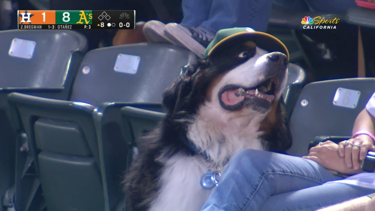 cjzero's tweet image. "Can you believe he swung at that? It was 6 inches off the plate"