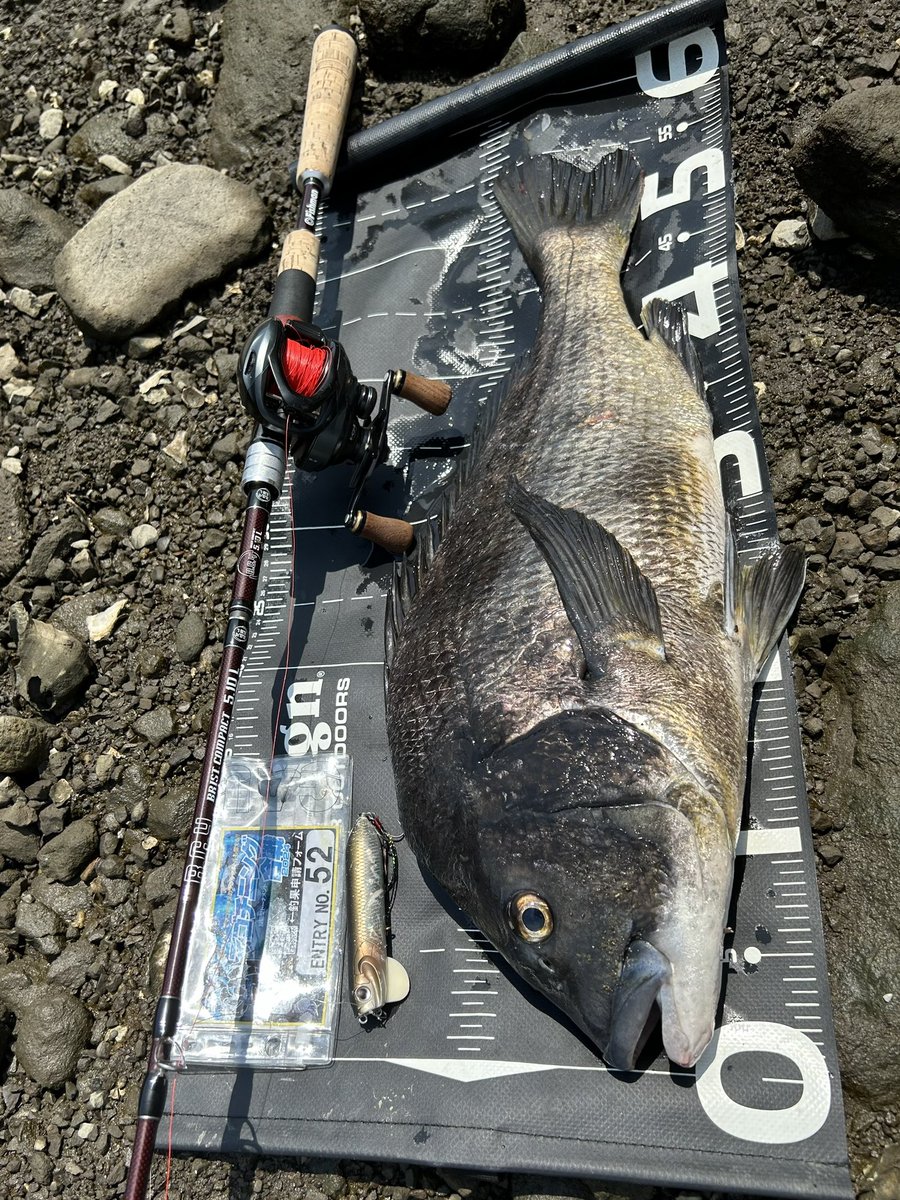 tnyn252525's tweet photo. DETA🔥
チヌトップ自己記録更新しました🥹
年無しクロダイ🐟55センチ
暑い中釣りに来た甲斐がありました🎣
#OSP #YAMATOJr_SPEC2
#fishman #510L
#SLXBFS
#GAUDIS
#がまかつ https://t.co/wzgbEjtRQj