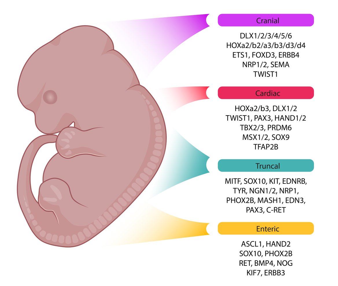 KateLiu08703628's tweet photo. 📢 Welcome to view @Landmark_IMR latest #Review: Genetic Identity of Neural Crest Cell Differentiation in Tissue and Organ Development ⬇ https://t.co/64l4zYq77q
👨🎓Paschalis Theotokis @Aristoteleio
#neuralcrest #cells #CellDifferentiation #cellbiology #DevelopmentalBiology #EMT https://t.co/qzDrFtQzAX